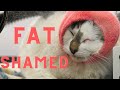 Owners asked me to FAT SHAME their cat