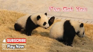 Watch Out! A Panda Attacked From Behind | Ipanda