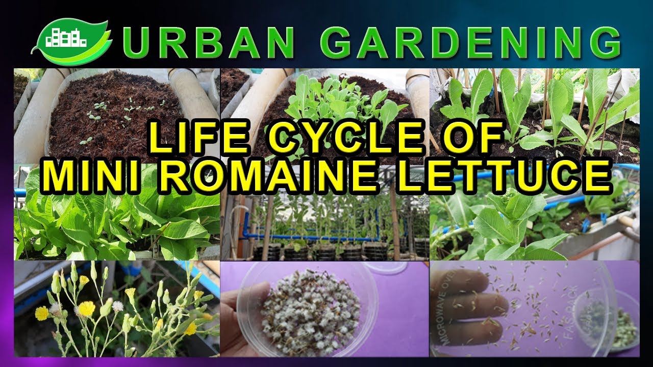 The Life Cycle Of Mini Romaine Lettuce