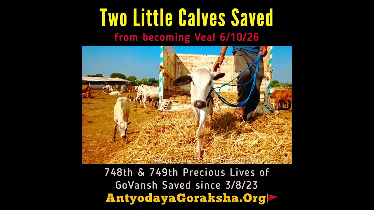 [06 Oct 2026] Two Calves Saved 🎉