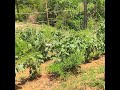 Vegetables; ಶಾಲೆ ತಾನೇ ಬೆಳೆದು ಅದರಿಂದಲೇ ಅಡುಗೆ @ Seva Sangama Vidya Kendra, Thekkatte, Udupi District