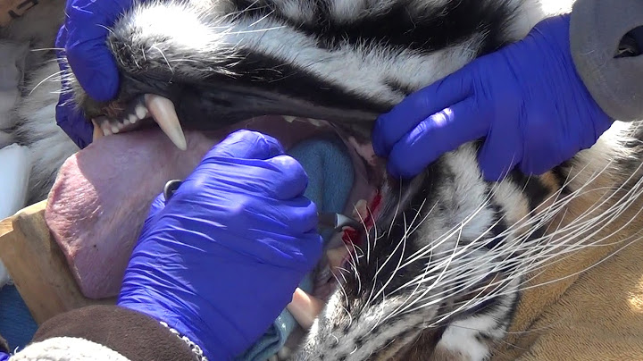 Wild cat rescue vet pulls tiger's tooth out