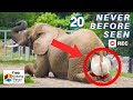 20 EXTREME ANIMALS GIVING BIRTH