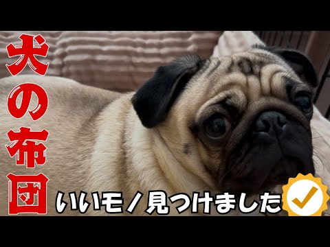 🐶パグの布団探してたら、安くていいの見つけたって話