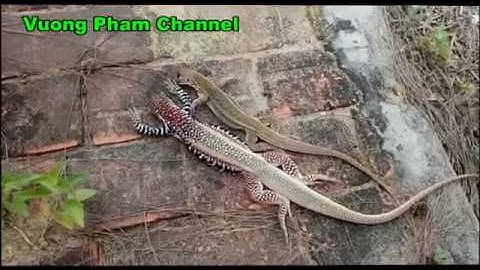 Trap reptiles with nets