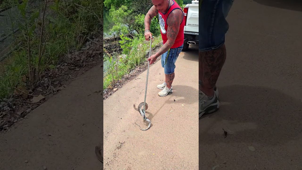 water snake breeding season
