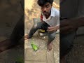 Injured parrot🧐part 4