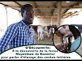 Odcouverte dcouvrez llevage de vaches laitires de la ferme de waymbam avec babacar badiane