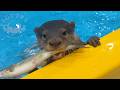Baby Otters Go Wild Chasing Live Fish!