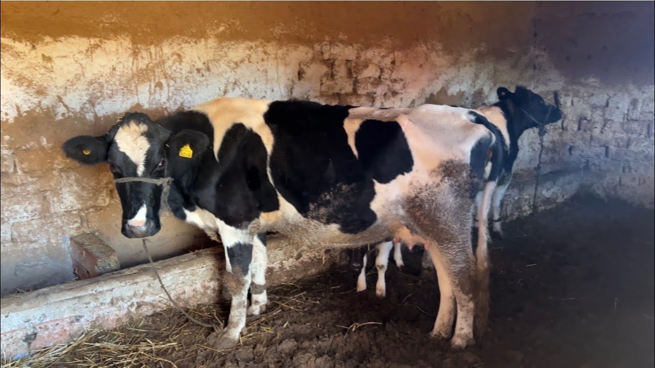 فين وصلت البقرة حطيت بيض الديك الرومي في الفقاسة تقديم قشور البيض للدجاج