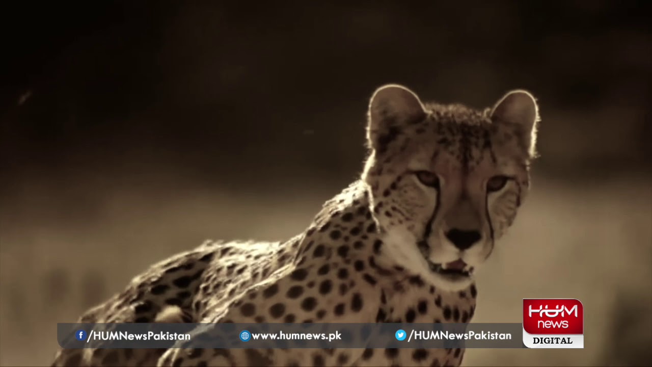 World Wildlife Day being celebrated across the globe