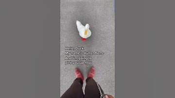 HOW TO PICK UP A DUCK IN THE 3 FUNNIEST WAY POSSIBLE @wrinkletheduck #Puma #Adidas #Duck #Ducks
