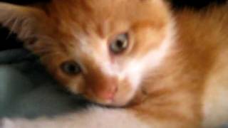 Cutest Kitten Ever by zaccscats 549 views 12 years ago 25 seconds