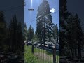 Investigation underway for Burnt Cedar Beach tree poisoning