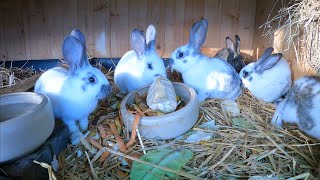 Auch im Winter sollten Kaninchen gefüttert werden