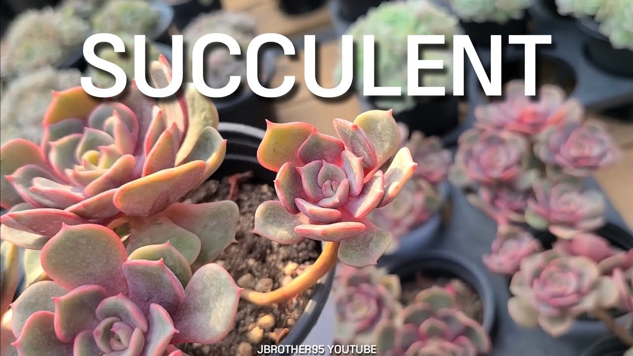 Pretty Succulents RelaxingVideo - YouTube