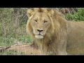 The beautiful life of Lions in the wild. What an experience to watch this so close-up.