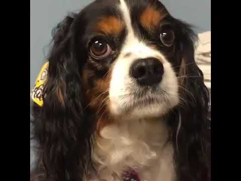 Video: Topp 3 Helse Bekymringer For King Charles Spaniel