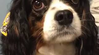 Cardiology Clinical Trial: Asymptomatic Cavalier King Charles Spaniels with mitral valve disease