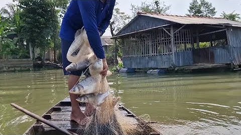 trúng lớn 2 bầy cá cóc to giữ lắm mọi người ơi