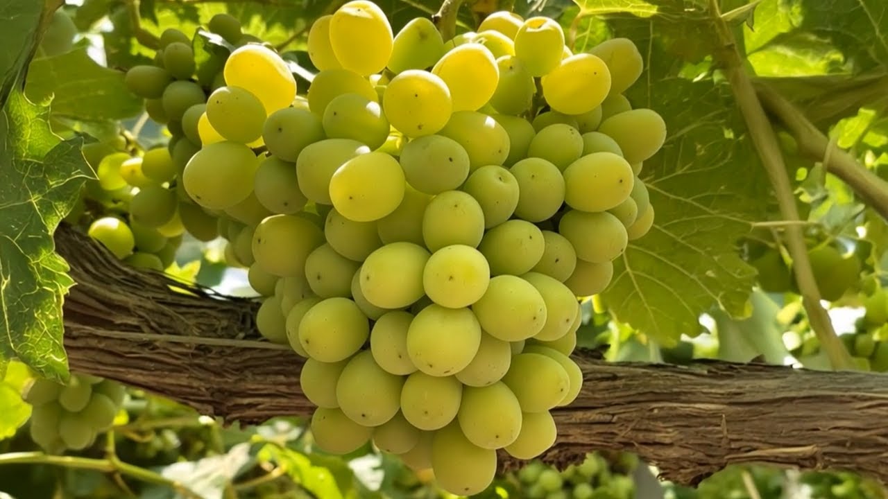 Cotton Candy Bemutató Magyarul