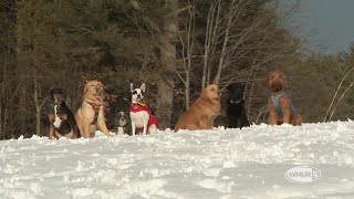 NH Chronicle: Salty Paws Adventures