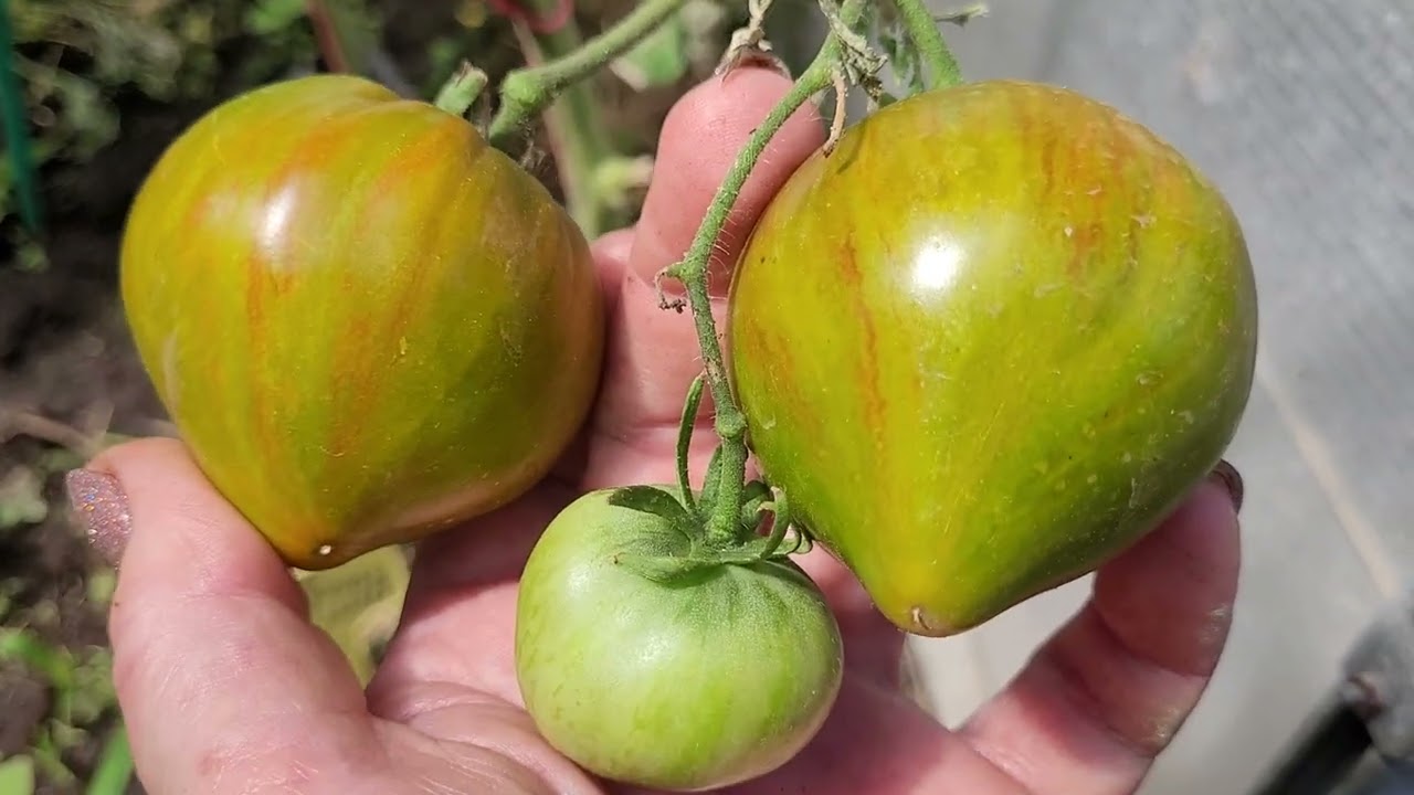 Обзор сортов томатов моей селекции.Сезон 2025г.