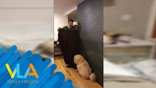 ¡Pato, Ricardo y Vanessa intentaron engañar a sus perros! | Venga la Alegría ¡Pato, Ricardo y Vanessa intentaron engañar a sus perros! | Venga la Alegría