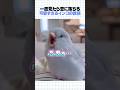 一瞬で心を奪われる、あざと可愛いインコちゃん