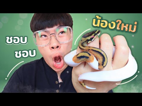 ในที่สุดก็ได้มา งูบอลสีที่อยากได้ !!!