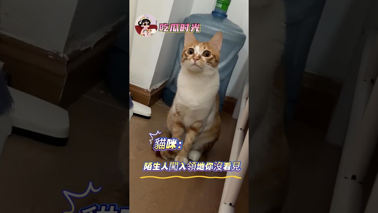 Cat: Who is this guy? He walks in and says he's installing a cat