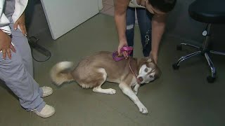 South Florida dog bitten by venomous snake in Pembroke Pines