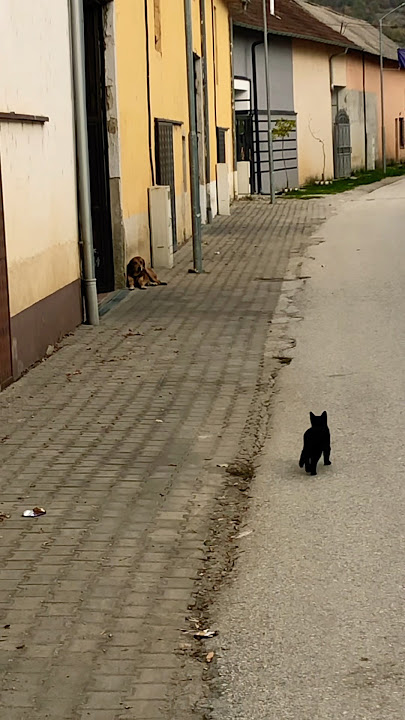 Cat meets dog 🐈🐶 #shorts