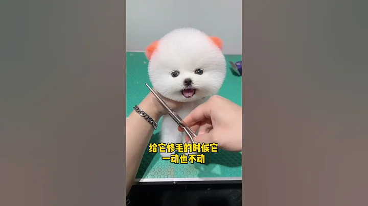 这样的茶杯犬你们喜欢嘛😍 - 天天要闻