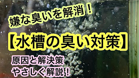アクアリウム大学 アクアレンタリウム公式