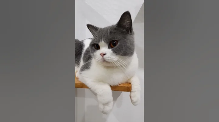Watch the video about Beautiful BI-Colour British Shorthair Cat