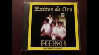 Los Felinos - señora paloma chords