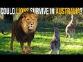 Could lions survive in australia as an invasive species