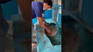 Ramasethu Floating Stones From Which The Ramasethu Bridge Was Built By Great Rama And Vanara Army