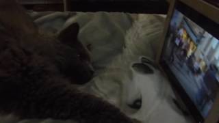 Selkirk Rex cat, 'Regan', likes to watch Sexy Sax Man - Kimmaaay's Cat by Selkirk Rex Regan - Kimmaaay's Cat 42 views 7 years ago 1 minute, 14 seconds