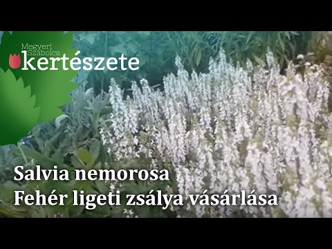 Videó: Ananászzsálya növény – Az ananászzsálya gondozása