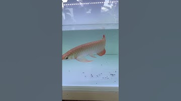 #cárồng #huyếtlong #huyếtlongphôngtrắng #arowana thêm một bé màu rất ổn ae ạ