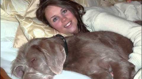 finn 2010-2012 Slovakian rough haired pointer (stormdancer spiraling)