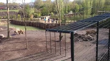 Nieuw leeuwenverblijf Overloon (Video: Libéma)