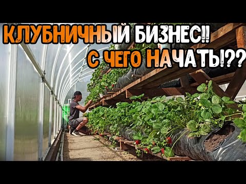 Клубника с НУЛЯ!! С чего НАЧАТЬ!? Мой ОПЫТ//