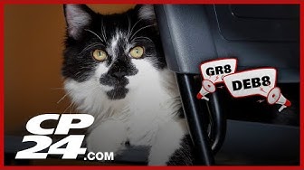 Thumbnail for Should people be allowed to clone their pets? | The GR8 DEB8