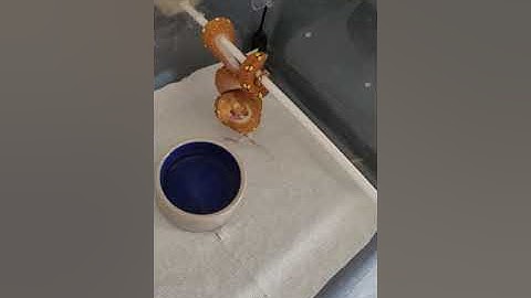 Green Tree Python Live feeding!