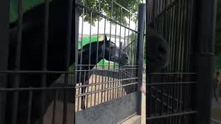 Лошадка в Московской зоопарке