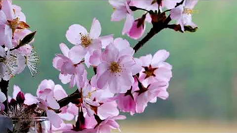 Blossoms   113004
