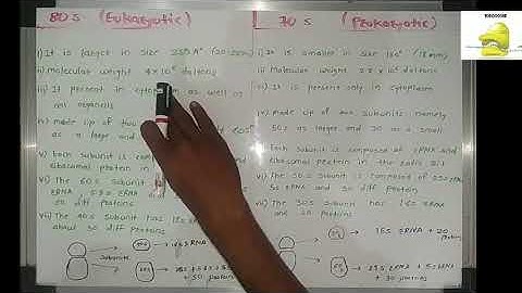 Types of ribosomes and difference between 80s and 70s ribosomes.